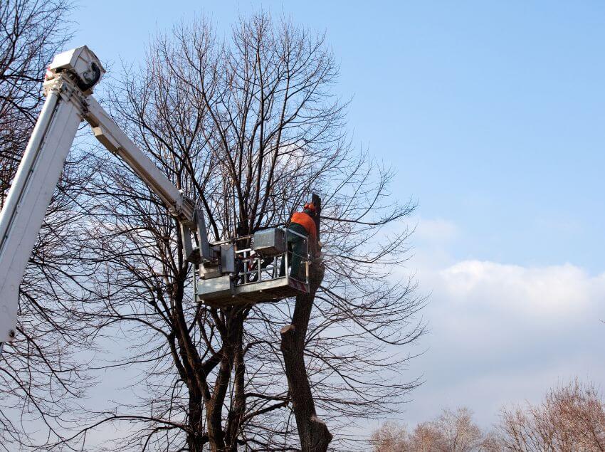 Commerical Tree Removal