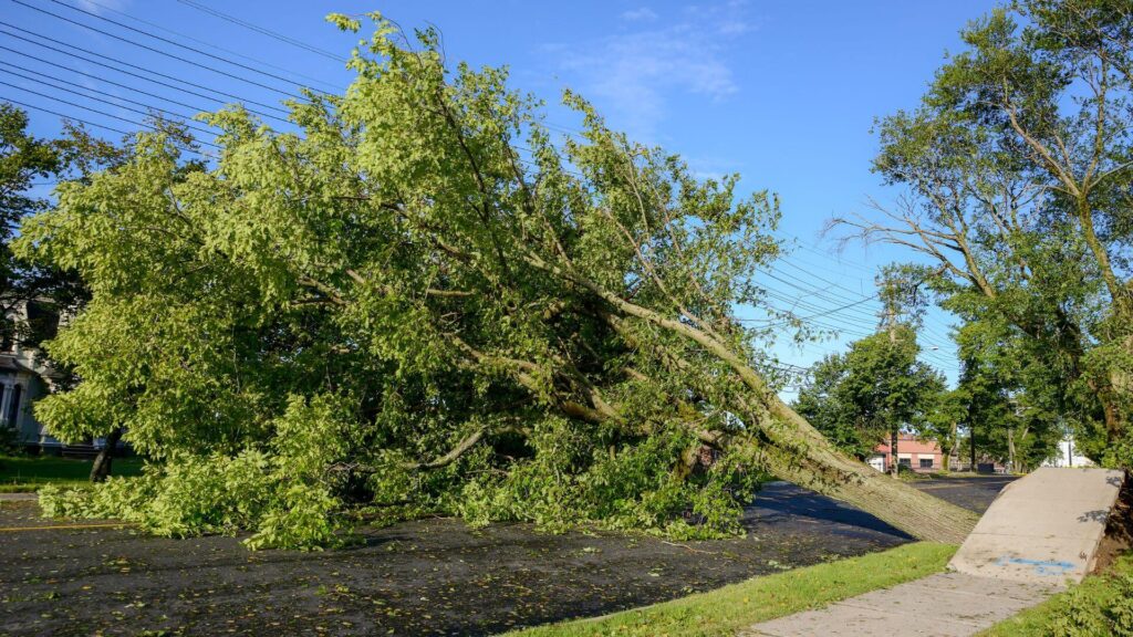 Tree Care