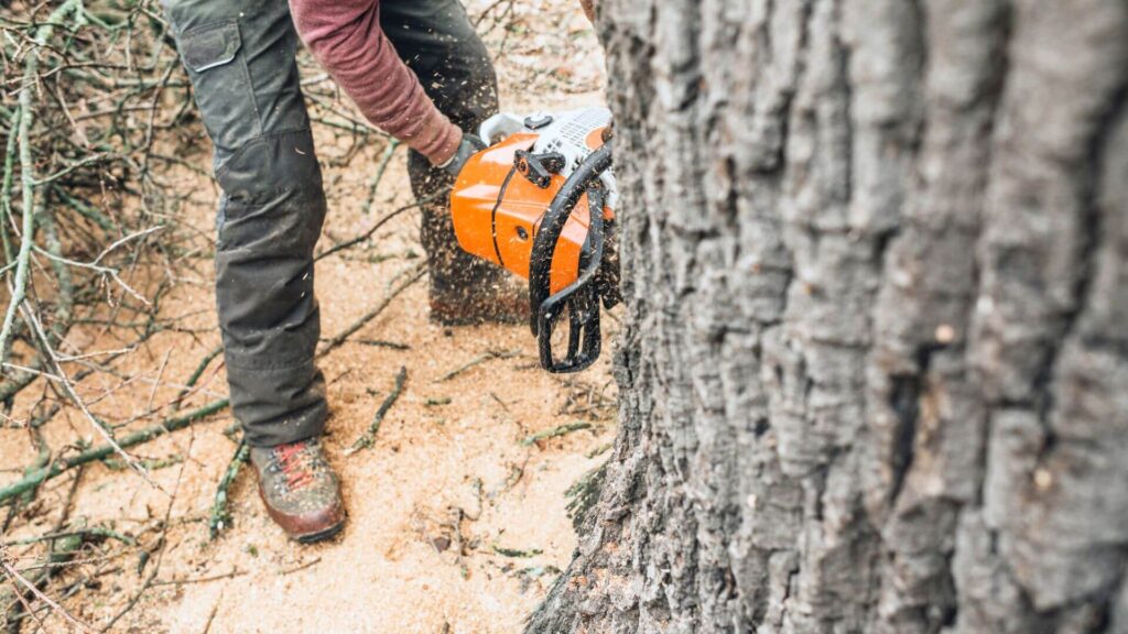 Trimming Oak Trees Will it Kill Them