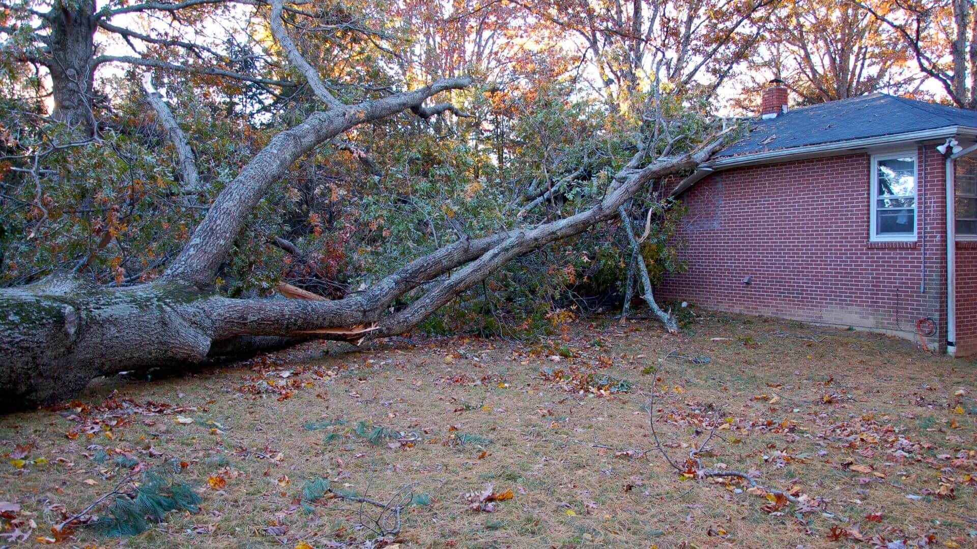 When a Tree Falls Can a House Withstand It